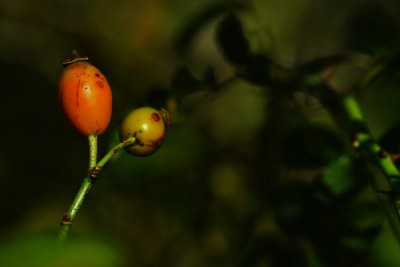 Red fruits