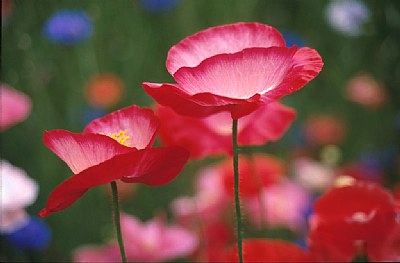 Shirley Poppies