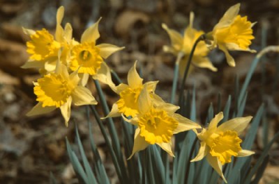 Daffodils