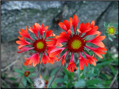 two red flowers