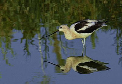 Reflections of an American Avocet