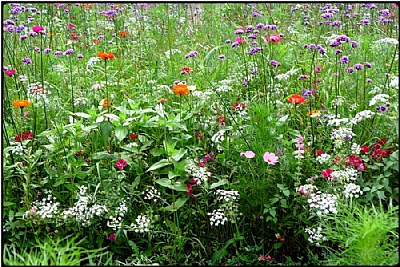 flowery meadow