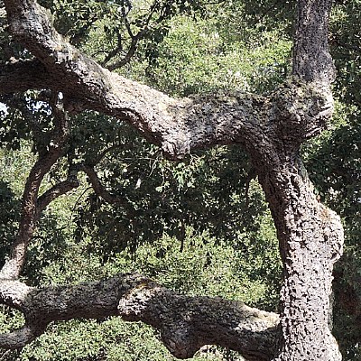 cyclops oak