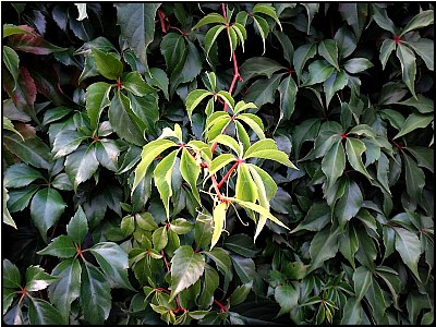 green leaves