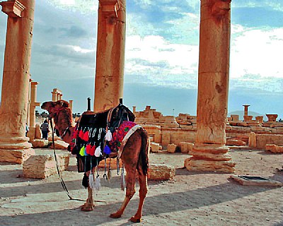 Camel & Columns