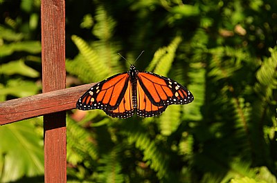 Monarch Butterfly