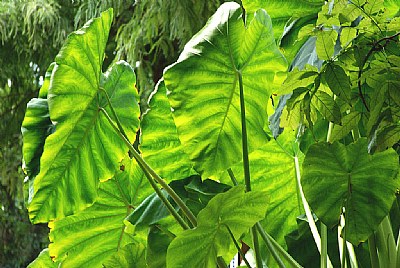 Backlit Elephant Leaves