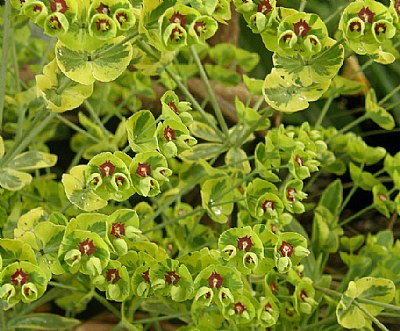 Euphorbia