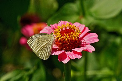 unexceptional butterfly on zinnia