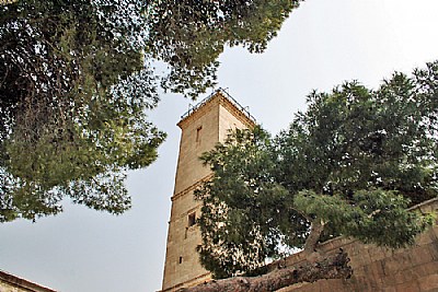Trees & Tower