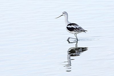 Reflections in nature