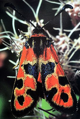 the moth