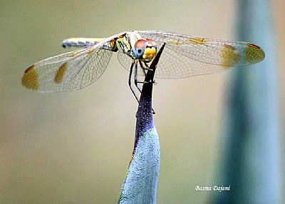 dragonfly 