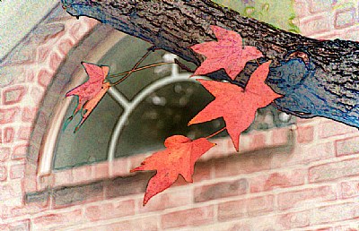 4 Red Maple Leaves & Window