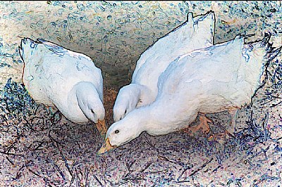 Three White Ducks