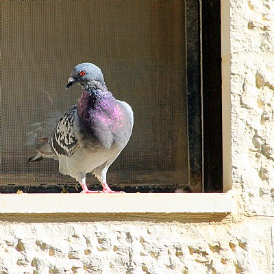 Rock Pigeon 