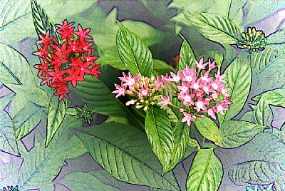 Tiny Red & Pink Blossoms