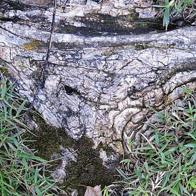 root-pattern