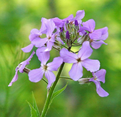 Palest Purple