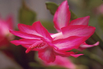 Christmas Cactus Blossom