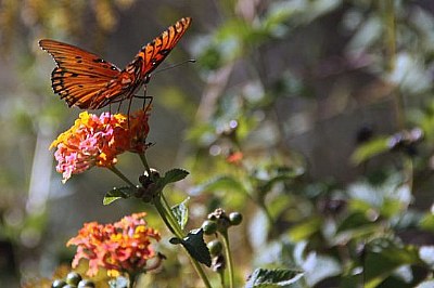 Fall butterfly