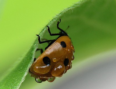 ladybug with dewdrops