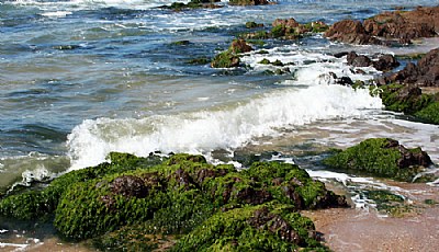 Seaweeds & Waves