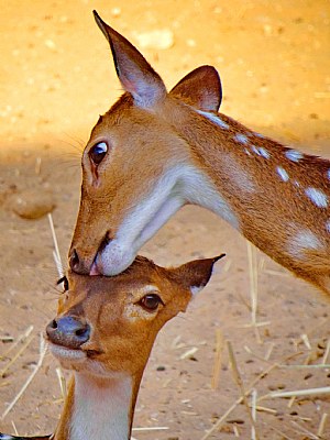 Love in Nature