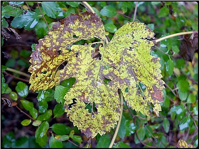 nibbled fall leaf