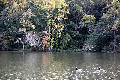 Canadian Geese in Georgia