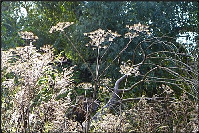 october weeds