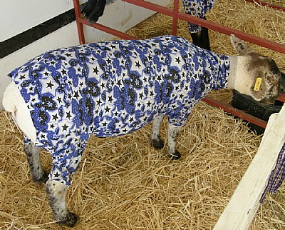 Sheep Coat