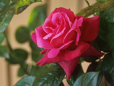 Bright Pink Rose