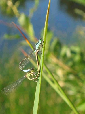 dragonfly in love