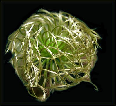 Metamorphosis