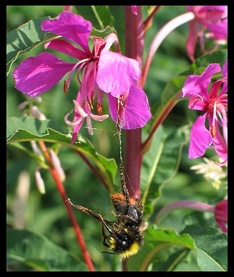 Bee Caught on Web