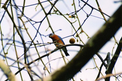 Curious Bird