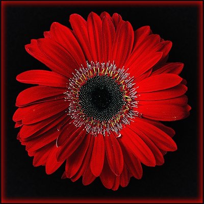 Gerbera (black/red)