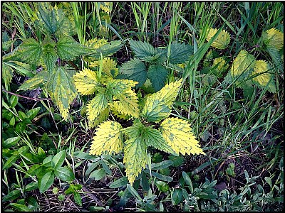 yellow nettle