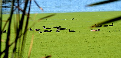 Coots In Duck Weed
