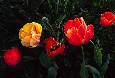 Colorful Tulips