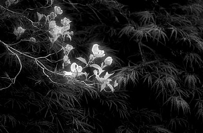 Dogwood & Japanese Maple