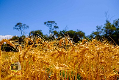 Before The Gold Harvest