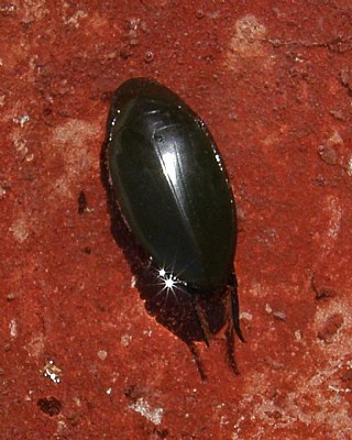 Water Beetle