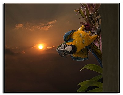 Macaw watching me