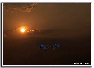 macaw flying