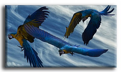 macaws 