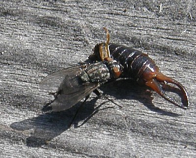 Earwig and the Fly