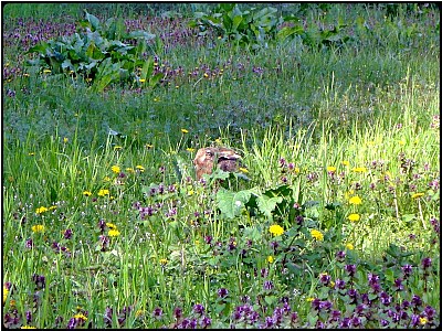 bunny in the field