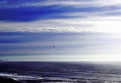Bird & Ocean